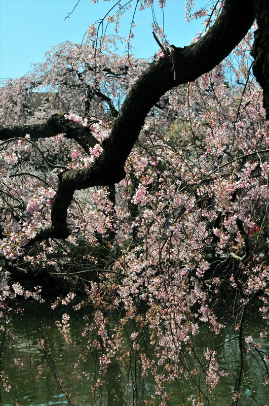 1072_三嶋大社_静岡