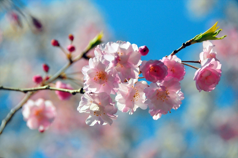 1075_三嶋大社_静岡