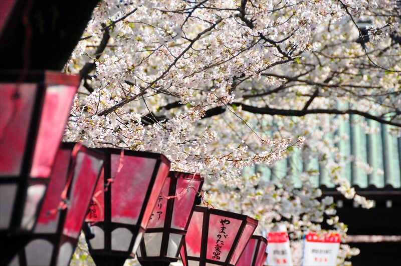 1078_三嶋大社_静岡