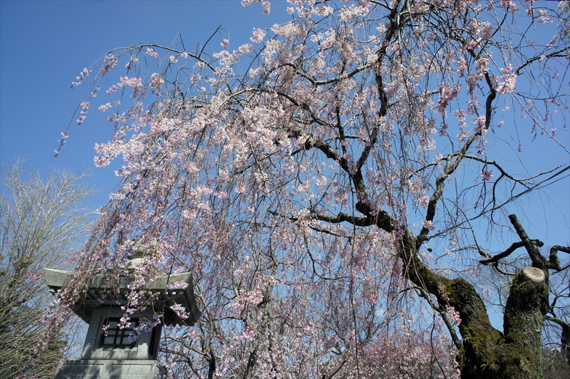 1079_三嶋大社_静岡