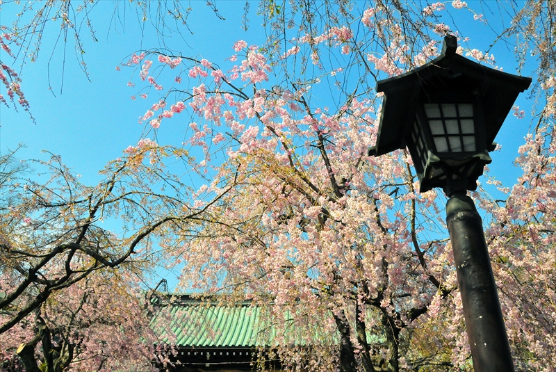 1081_三嶋大社_静岡