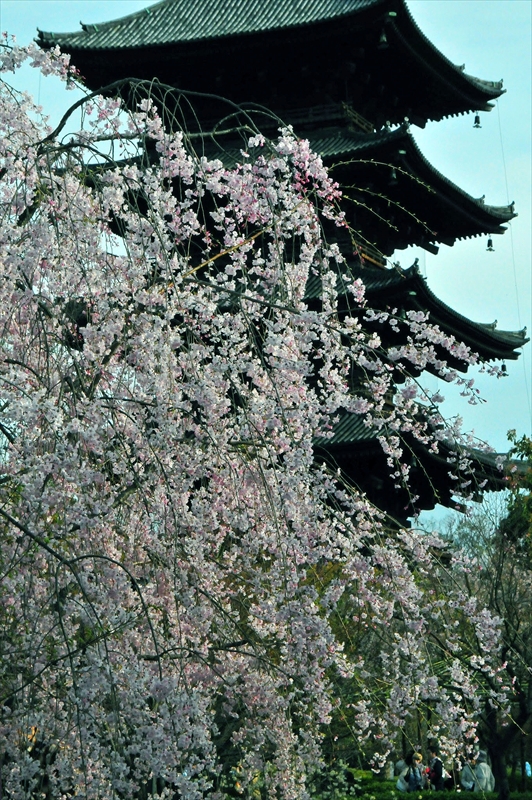 1145_洛中 東寺_京都