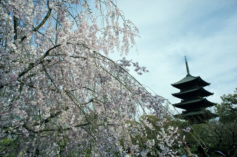 1147_洛中 東寺_京都