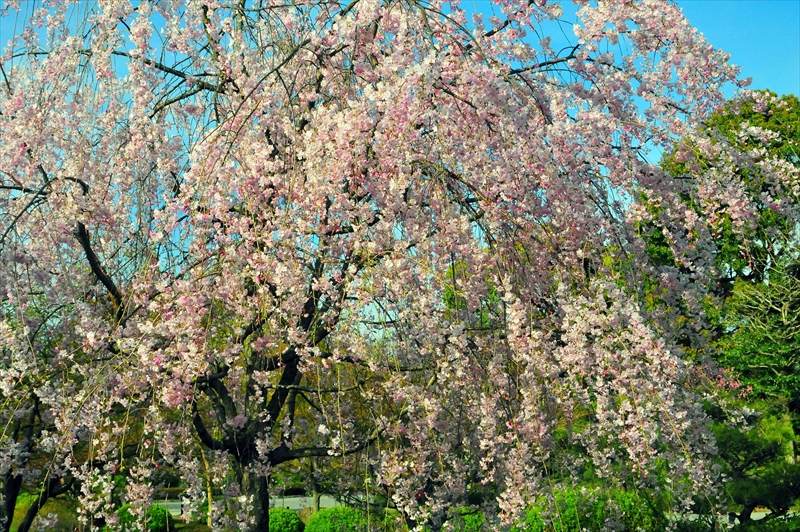 1153_洛中 東寺_京都