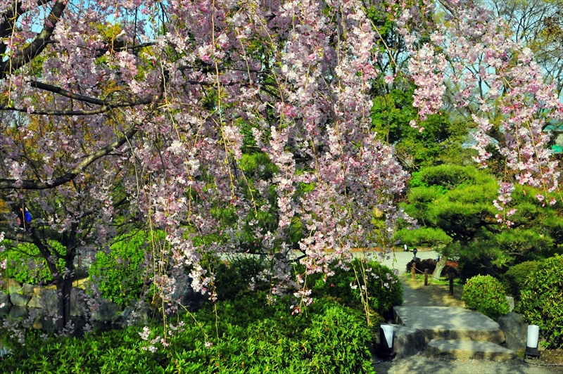 1154_洛中 東寺_京都