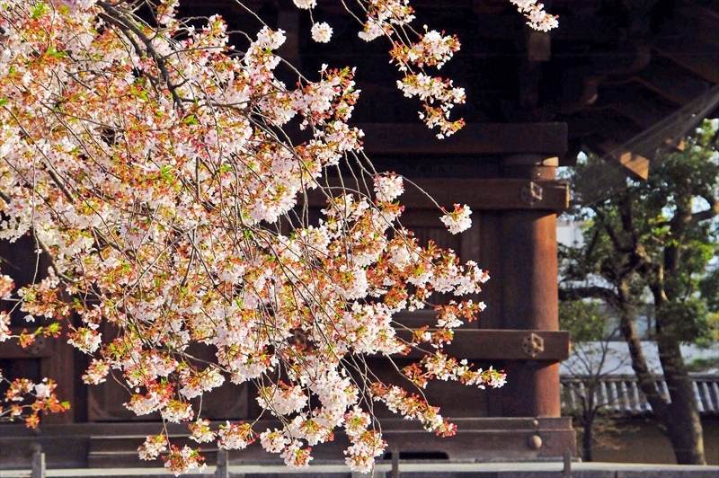 1156_洛中 東寺_京都