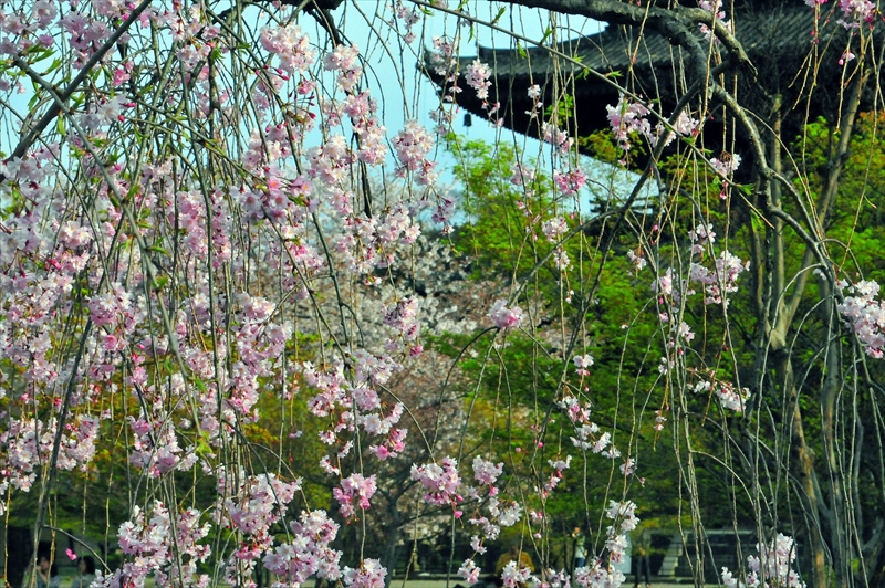 1161_洛中 東寺_京都