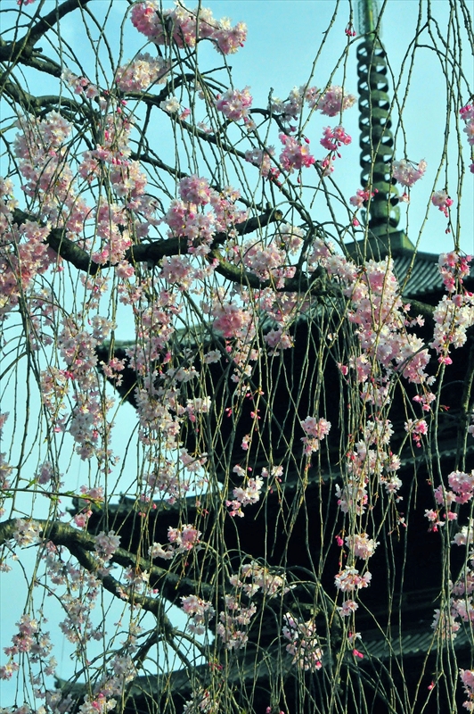 1162_洛中 東寺_京都