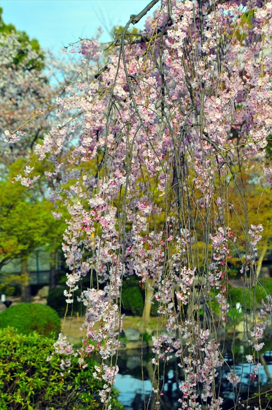 1164_洛中 東寺_京都