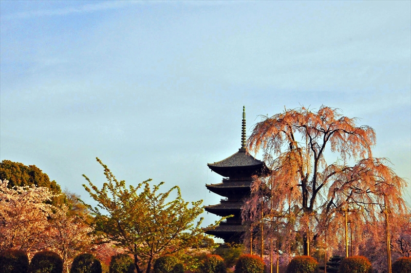 1168_洛中 東寺_京都