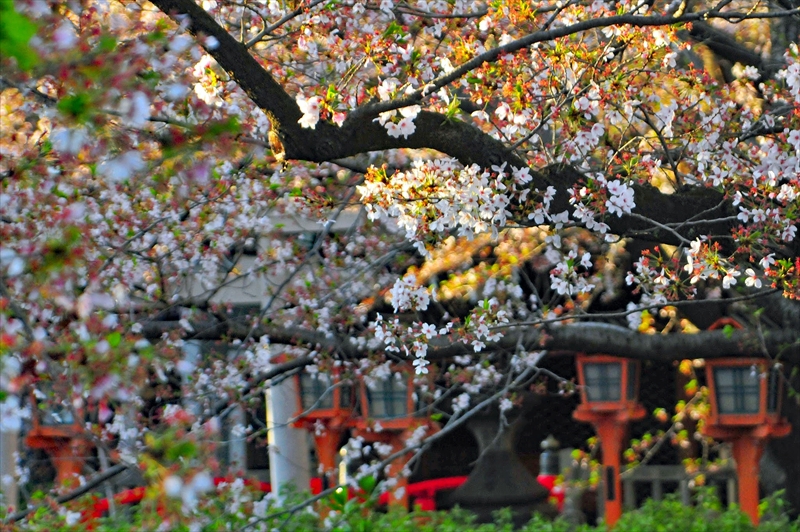 1127_洛中 六孫王神社_京都