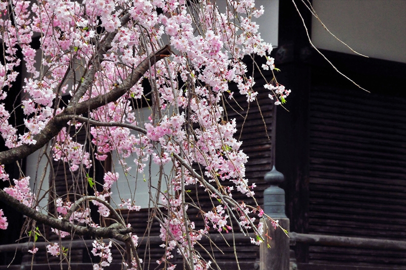 1028_洛東 南禅寺_京都