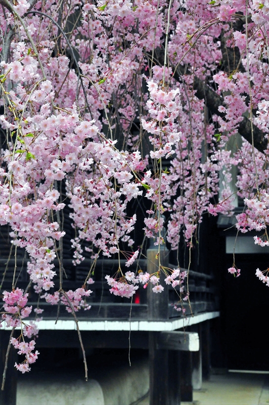 1029_洛東 南禅寺_京都