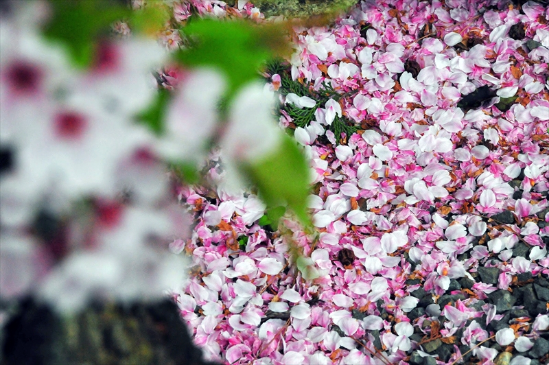 1032_洛東 南禅寺_京都
