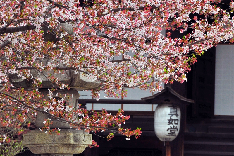1005_洛東 真正極楽寺（真如堂）_京都