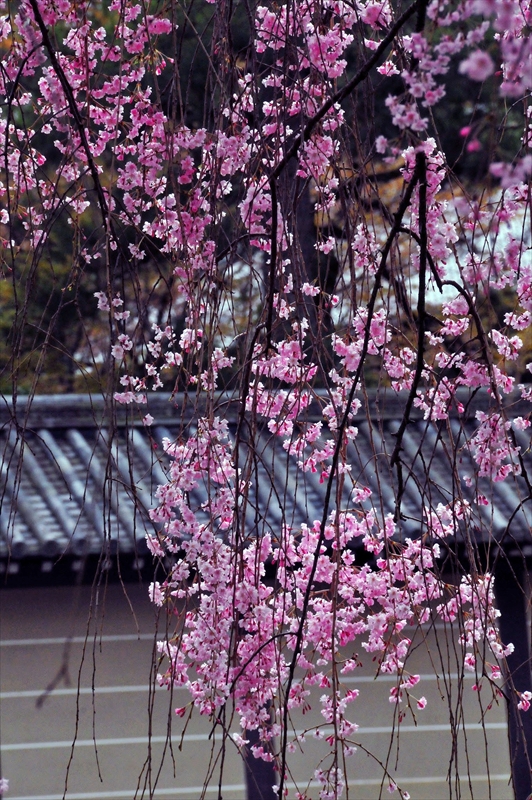 1015_洛中 京都御苑_京都