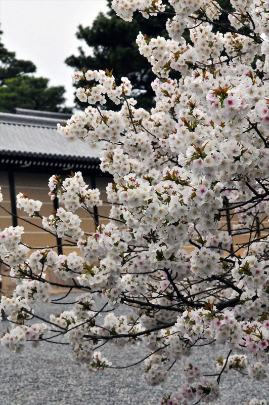 1017_洛中 京都御苑_京都