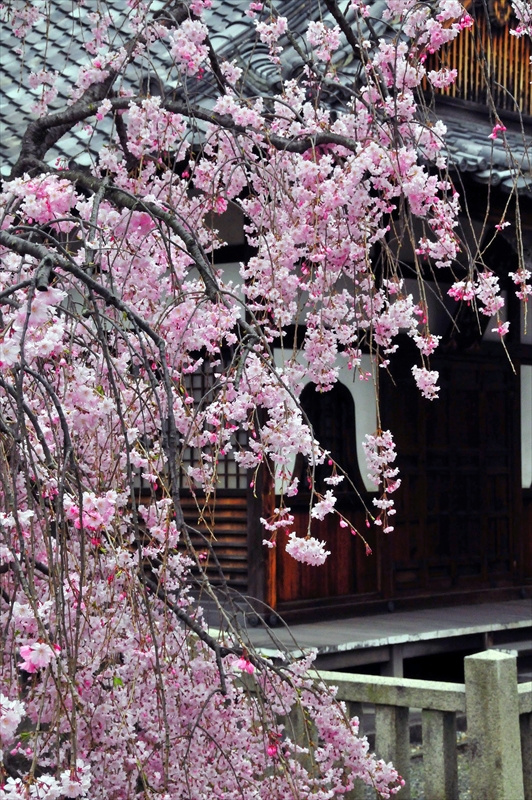 1092_洛中 上品蓮台寺_京都