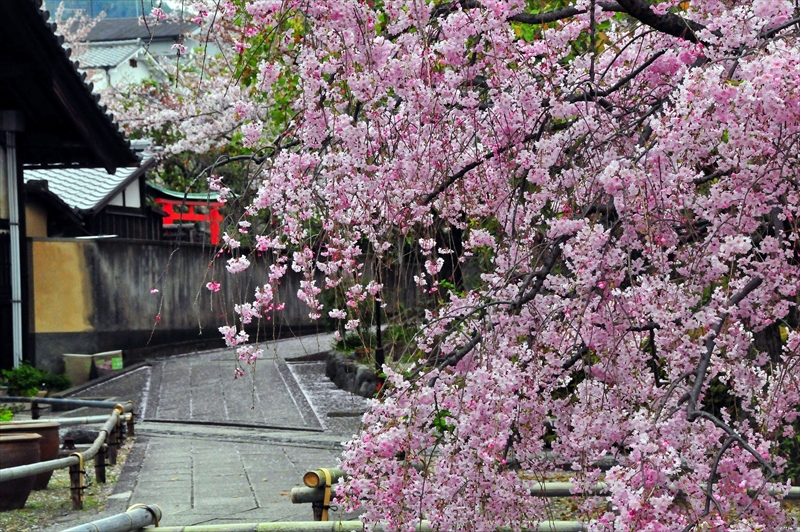 1096_洛中 上品蓮台寺_京都