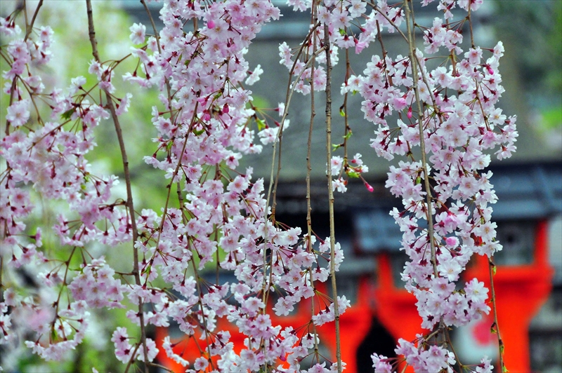 1044_洛中 平野神社_京都