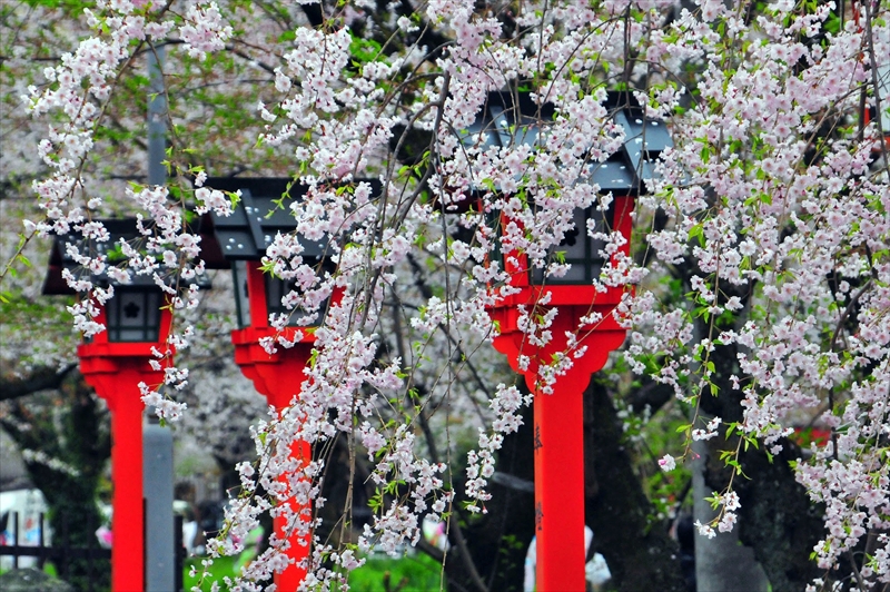 1047_洛中 平野神社_京都