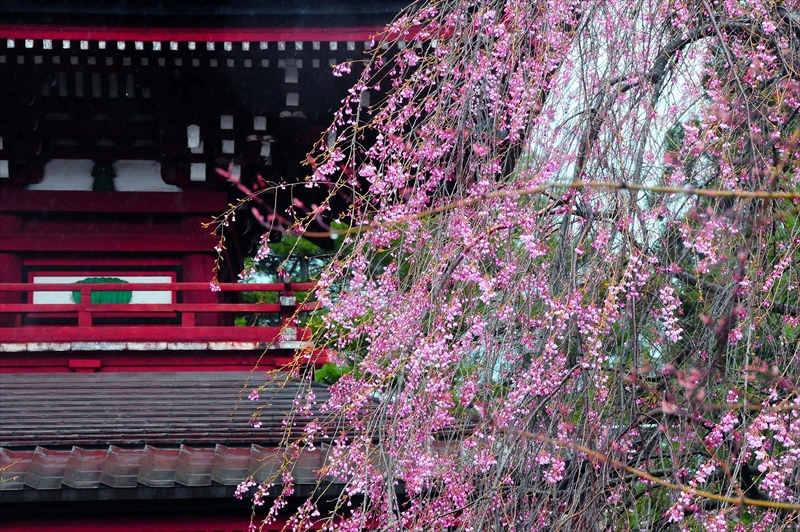 1400_弘前市最勝院_青森