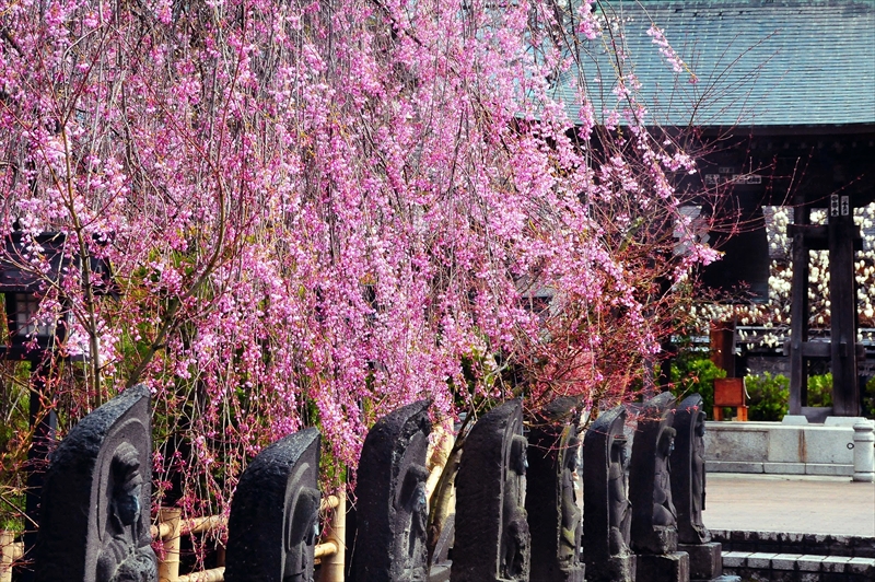 1403_弘前市最勝院_青森