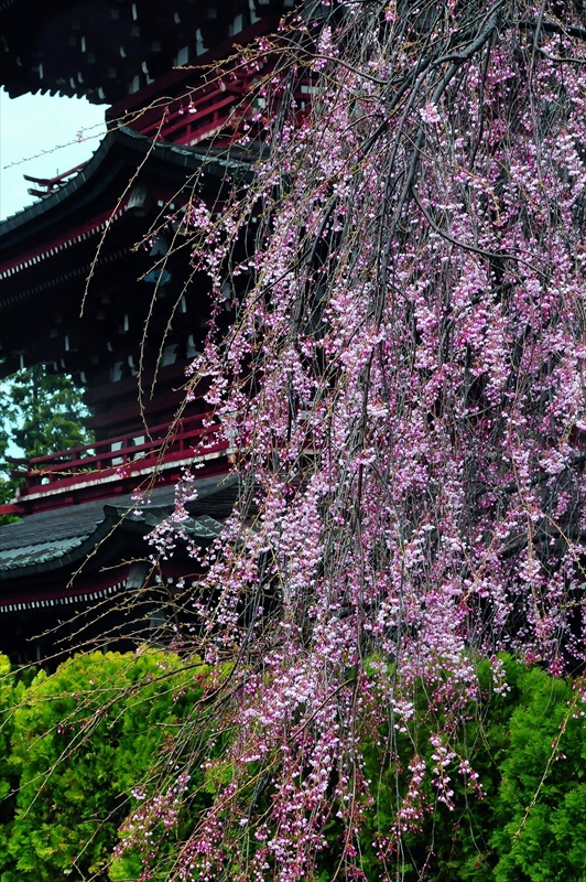 1405_弘前市最勝院_青森