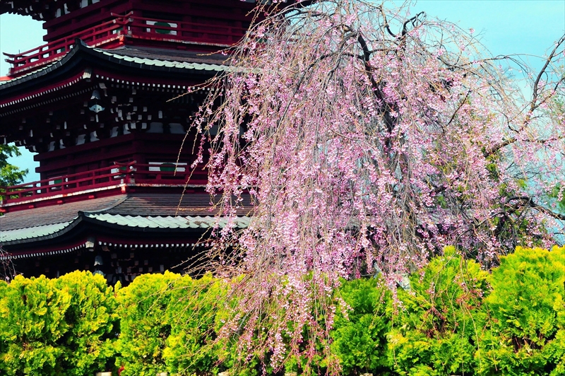 1409_弘前市最勝院_青森