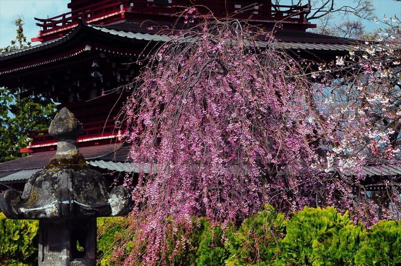 1412_弘前市最勝院_青森