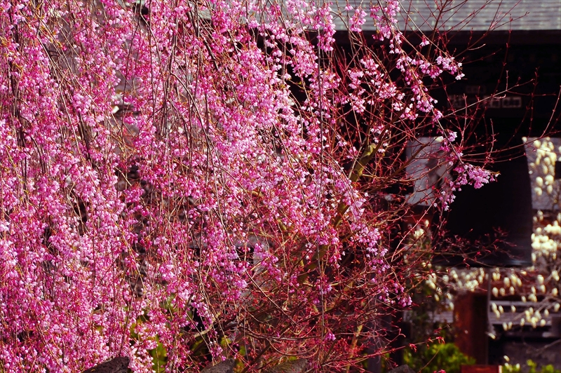 1077_弘前市最勝院_青森