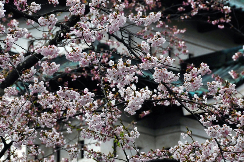 1022_弘前公園_青森