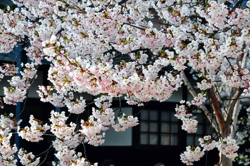 1145_弘前公園_青森