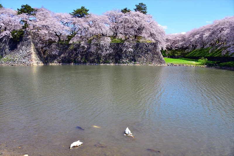 1002_名古屋城_愛知