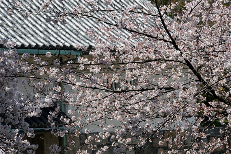 1005_名古屋城_愛知