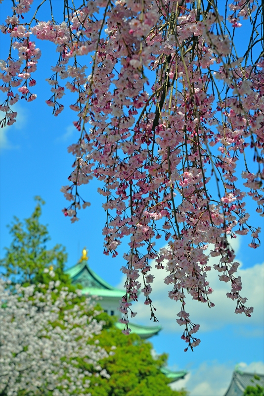 1008_名古屋城_愛知