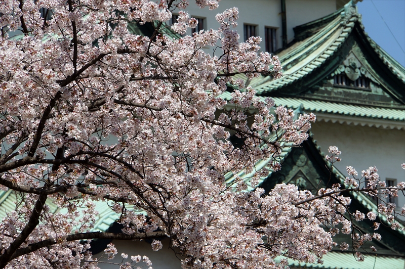 1011_名古屋城_愛知