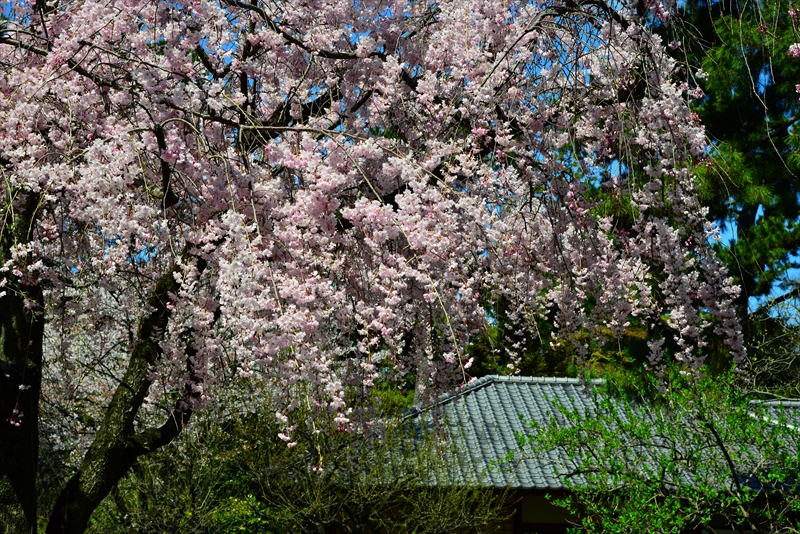 1017_名古屋城_愛知