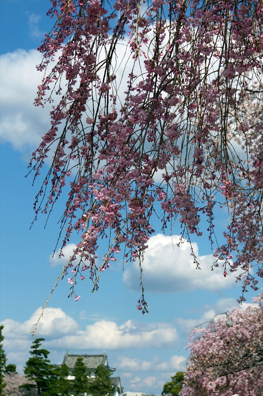 1019_名古屋城_愛知