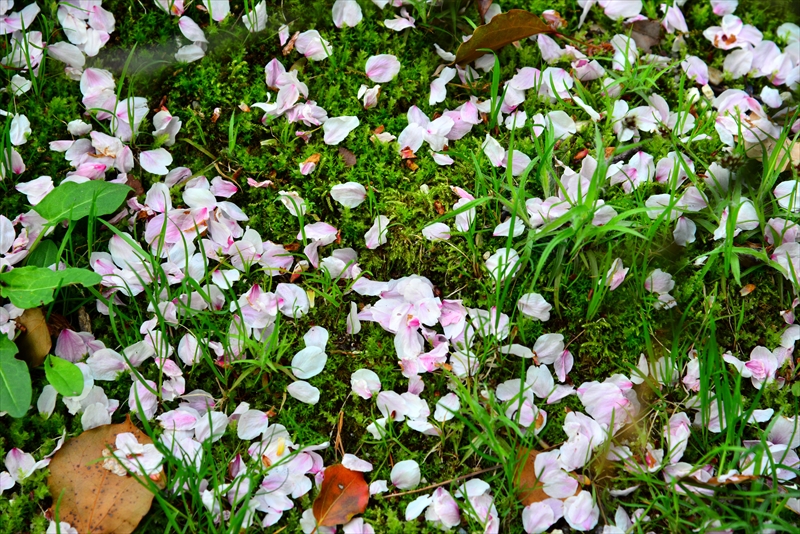 1020_名古屋城_愛知