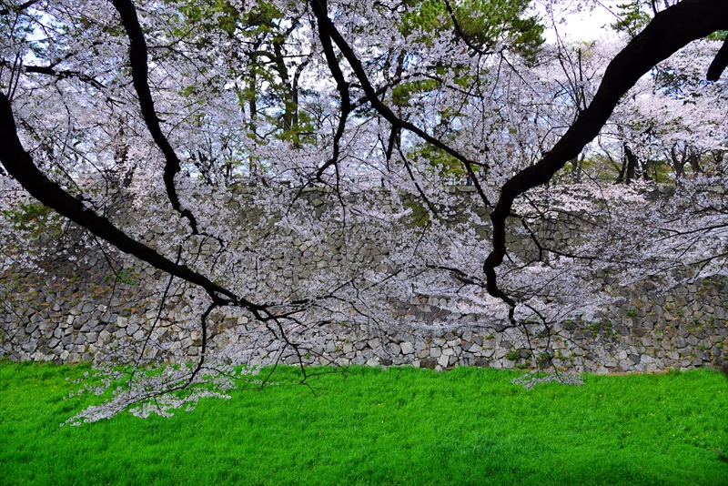 1021_名古屋城_愛知