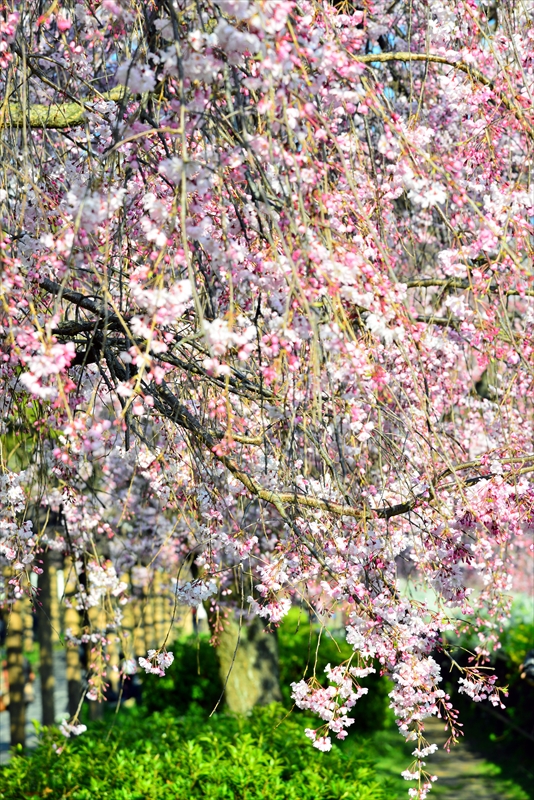 1026_名古屋城_愛知