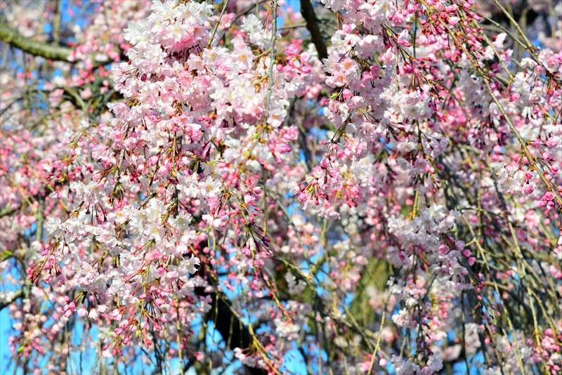 1029_名古屋城_愛知