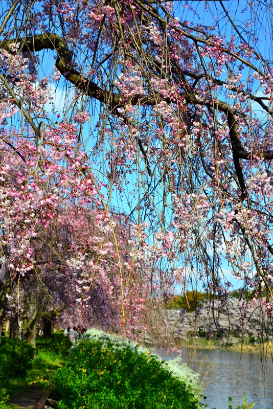 1030_名古屋城_愛知