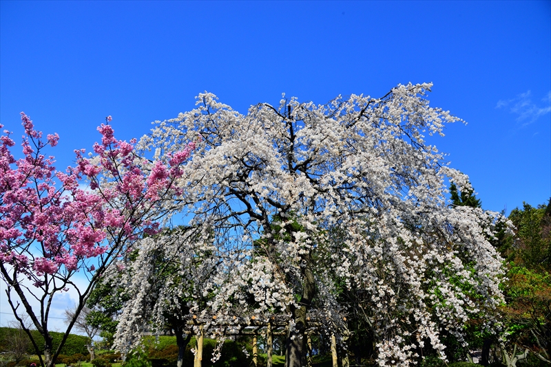 1021_6_豊公園長浜城_滋賀