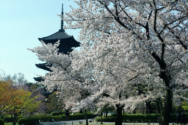1170_洛中 東寺_京都