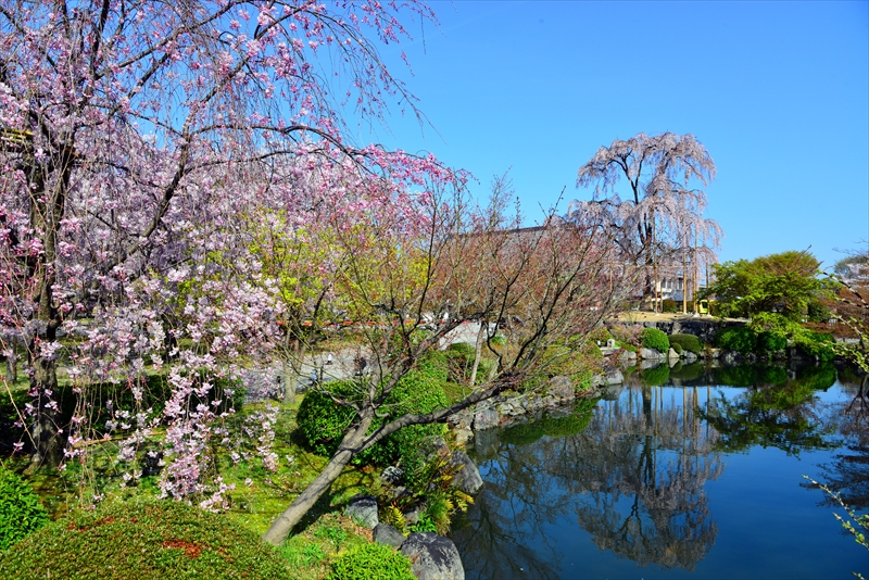 1171_洛中 東寺_京都