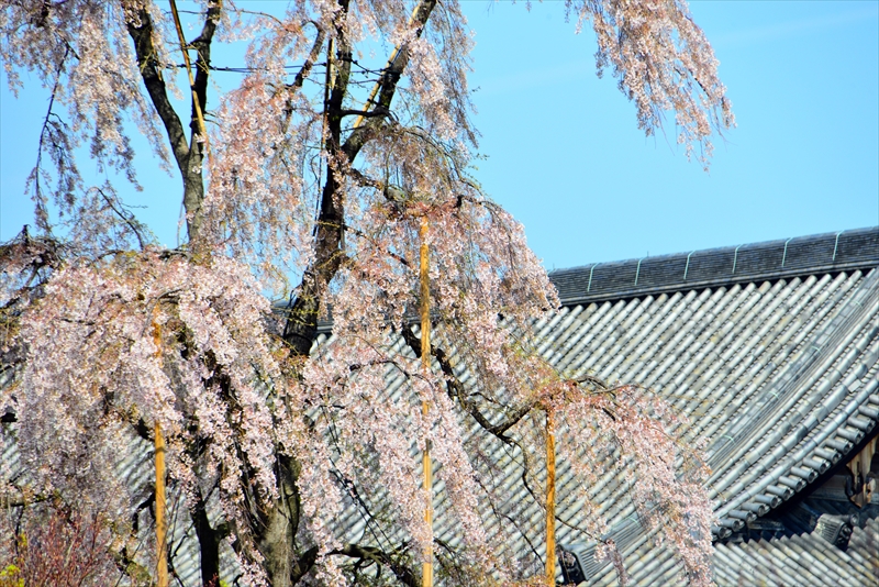 1177_洛中 東寺_京都
