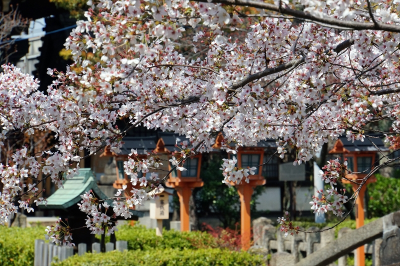 1130_洛中 六孫王神社_京都
