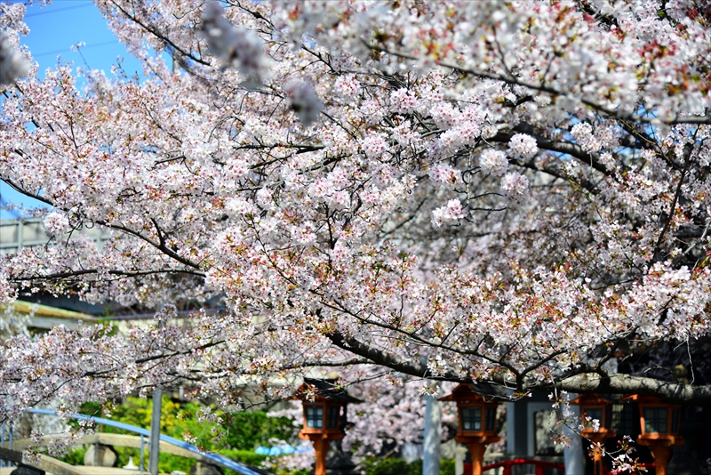 1131_洛中 六孫王神社_京都